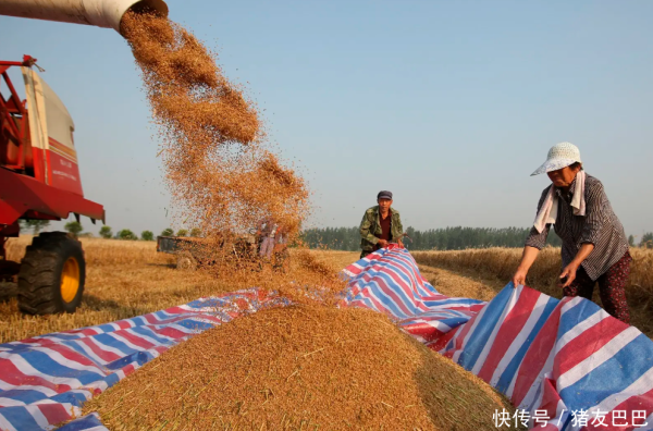 宇轩配资 油价跌猛了！5月2日：调价后92,95号汽油价格，麦价上涨踩刹车